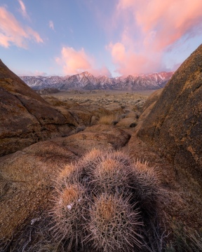 Barrel Cactus Valley