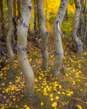 Leaves on the Dance Floor