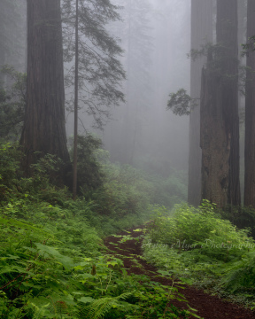 Verdant Pathway