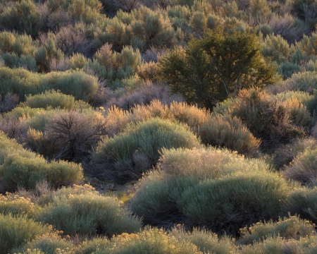 Bitterbrush in Sageland