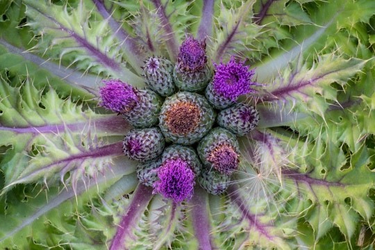 Elk Thistle
