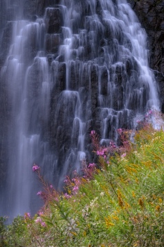 Extinguishing the Fireweed