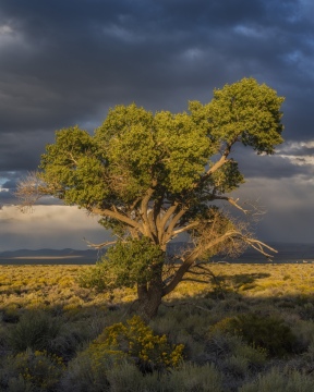 Lone Cottonwood