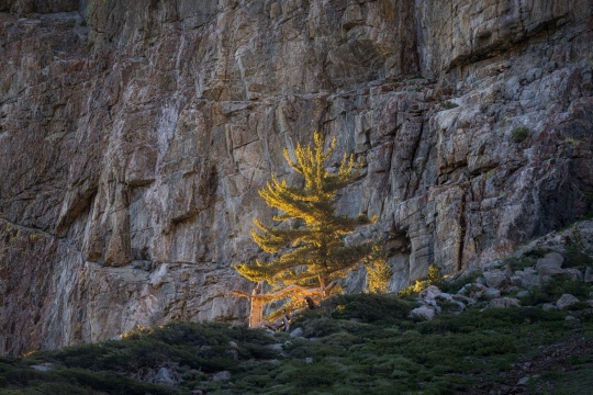 Lonely on the Ridge