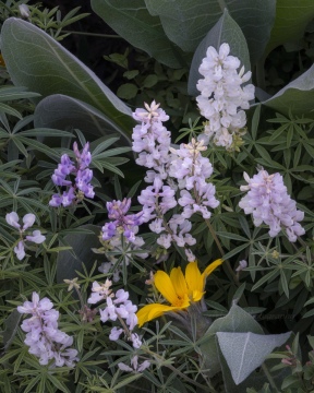 Phenotypic Range