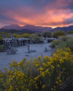 Rabbit Brush and Sand Castles