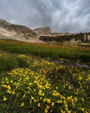 Rejuvenating Rain