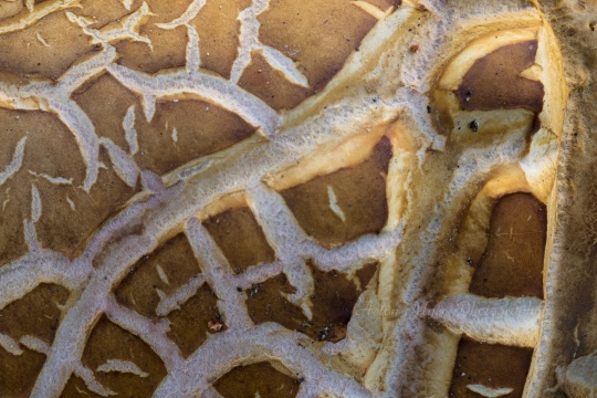 Sourdough Mushroom