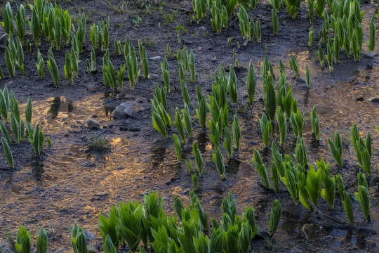 Young Lilies