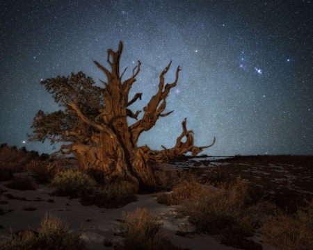 Bristlecone and the Hunter