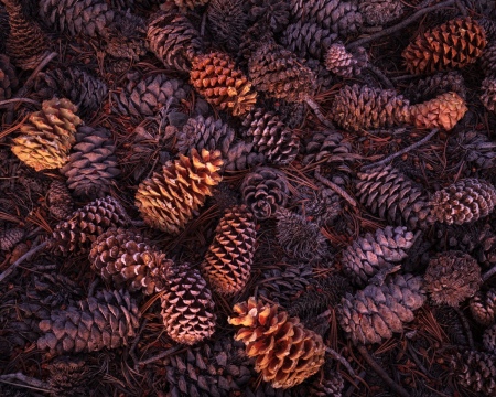 Bristled Forest Floor