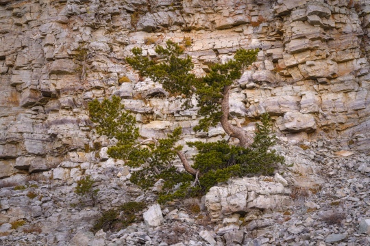 Carefully Balanced in Limestone