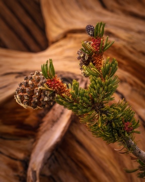 Cone Maturity