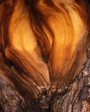 Heartwood