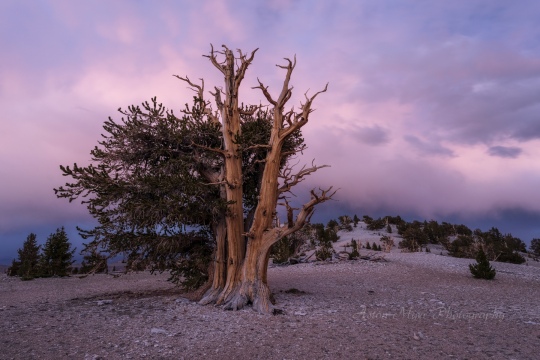 Lingering Light
