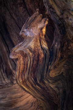 Root Fin