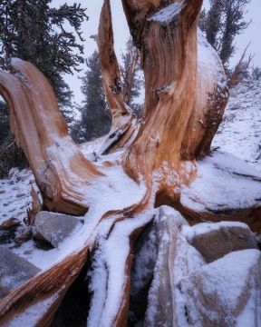 Snowstorm in the Ancients