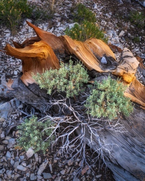 Through Ancient Wood