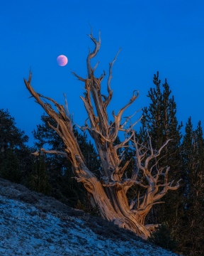 Blood of the Ancient