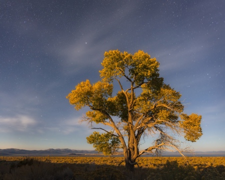 Cottonwood by Moonset