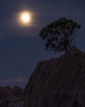 Lonely Pine and the Moon