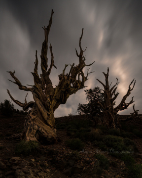 Moonlit Clouds Highlight Ancient Branches