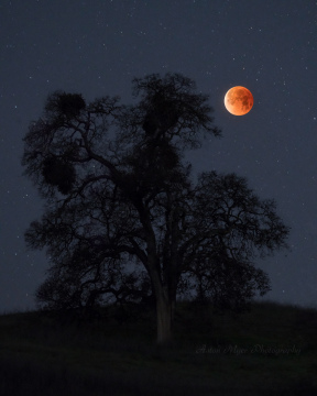 Oak Savanna Lunar Eclipse