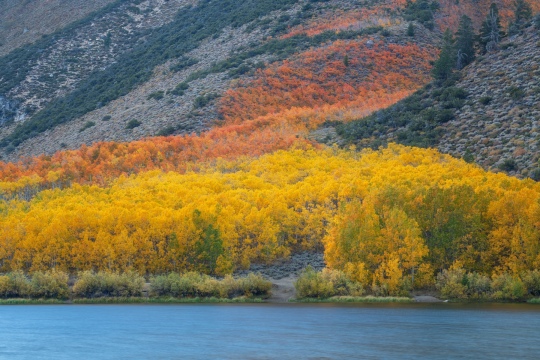 Autumn Peacocking