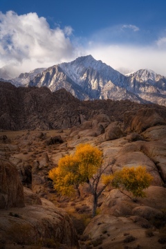 Cottonwood in the Hills