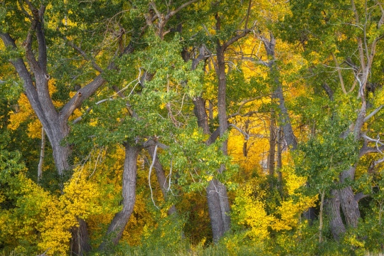 Initial Autumn Offering