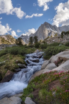 Wild Summer Stream