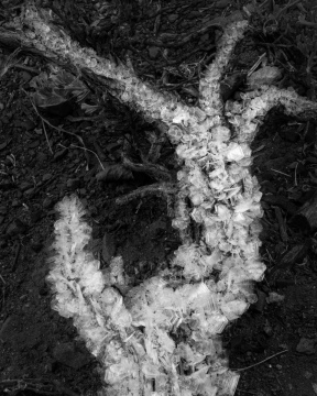 Winter's Grasp