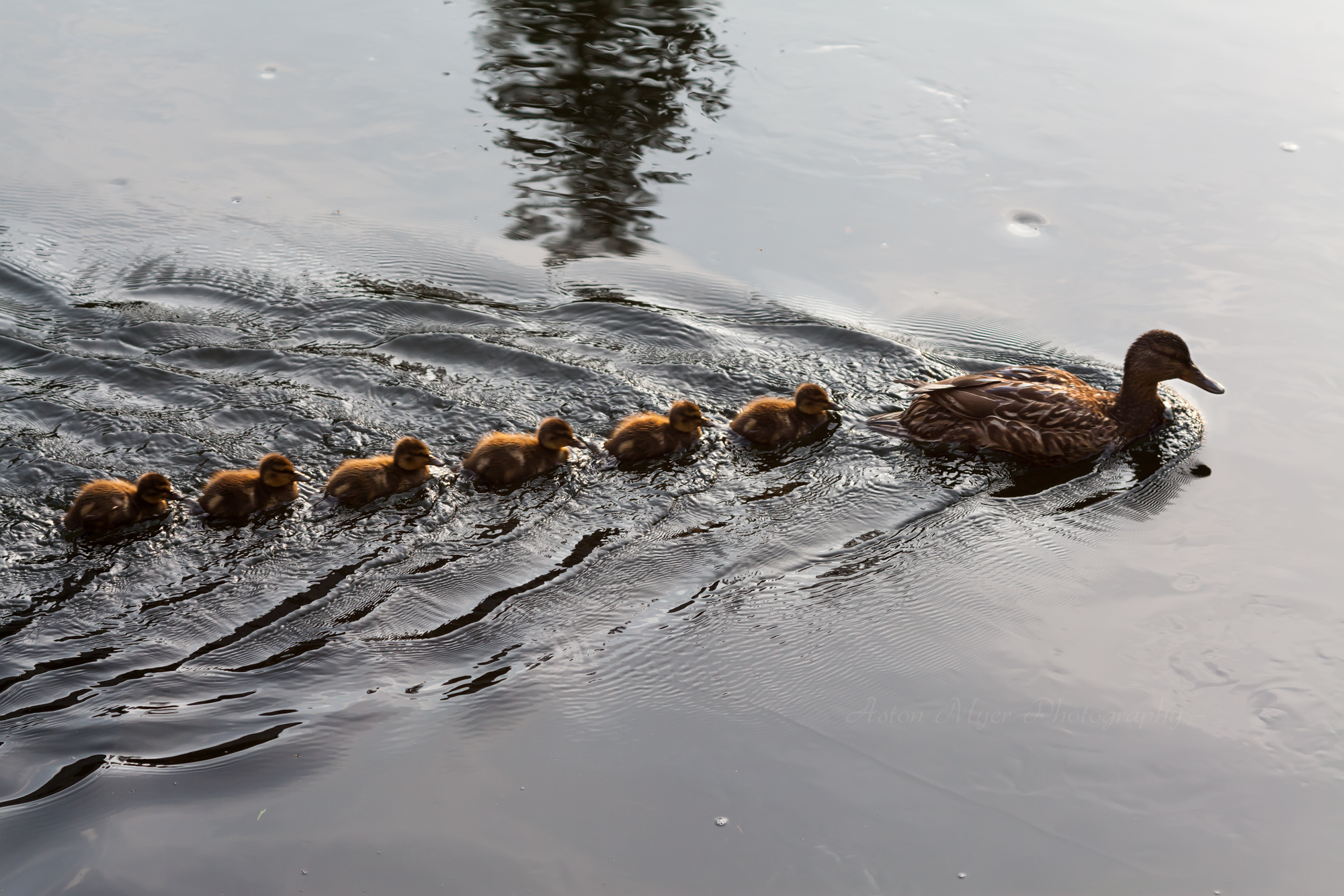 Aston Myer Photography Wildlife Aston Myer Photography Wildlife